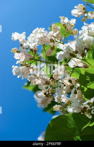 Weiße Blüten des Katalpa, erleuchtet von der Sonne am blauen Himmel. Stockfoto