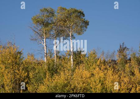 Aspen Bäume, Populus tremuloides, die über kleineren Aspen und Sträuchern stehen und im Herbst ihre Farbe wechseln, Grand Teton National Park, Wyoming, USA Stockfoto