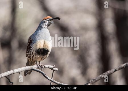 Im Hummingbird Preserve in Paton, Patagonia, Arizona, USA, sitzt eine männliche Gambel-Wachtel wachsam auf einem Zweig Stockfoto