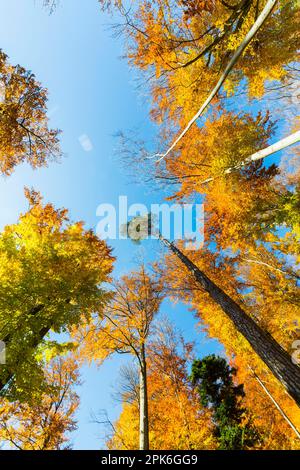 Bunte Buchenbäume, Baumwipfel im Herbstwald, Naturschutzgebiet Schafberg mit Lochenstein, Hausen am Tann, Baden-Württemberg, Deutschland Stockfoto