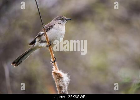 Northern Mockingbird im Riparian Reserve auf der Water Ranch, Gilbert, Arizona, USA Stockfoto