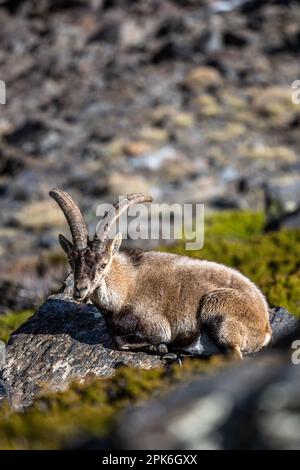 Das iberische Kiefer, auch bekannt als das spanische Kiefer, spanische Wildziege und iberische Wildziege, Capra pyrenaica. Sierra Nevada Gebirgskette. Stockfoto