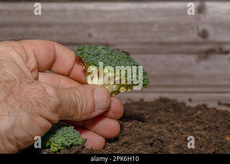 Nahaufnahme von brokkoli mit männlicher Hand Stockfoto