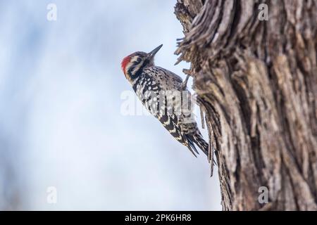 Profil eines männlichen, leitergedeckten Spechers auf einem Pappholzbaum, Patons Hummingbird Preserve, Patagonia, Arizona, USA Stockfoto