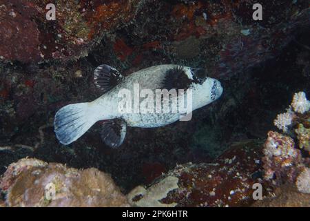 Maskierter Kugelfisch (Arothron diadematus), Fury Shoals Reef Tauchplatz, Rotes Meer, Ägypten Stockfoto