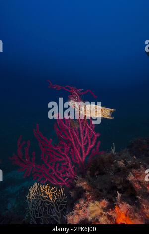 Eizellkapsel von Nursehound (Scyliorhinus stellaris) an der violeszierenden Seepeitsche (Paramuricea clavata) im Mittelmeer bei Hyères. Tauchen Stockfoto