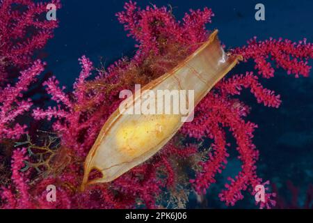 Eizellkapsel von Nursehound (Scyliorhinus stellaris) an der violeszierenden Seepeitsche (Paramuricea clavata) im Mittelmeer bei Hyères. Tauchen Stockfoto