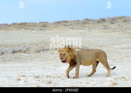 Löwe (Panthera leo), männlich, im Profil in der Etosha Pan während der Trockenzeit, Etosha-Nationalpark, Namibia Stockfoto