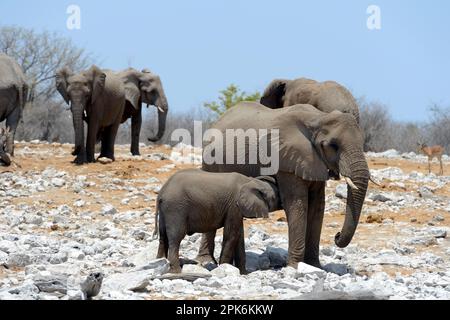 Afrikanischer Elefant (Loxodonta africana), Jungsaugen von der Mutter, Etosha-Nationalpark, Namibia Stockfoto