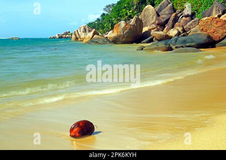 Kokosnuss am Strand von Anse Cimitiere am frühen Morgen, lange Exposition, Praslin Inseln, Seychellen Stockfoto