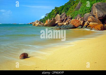 Kokosnuss am Strand von Anse Cimitiere am frühen Morgen, lange Exposition, Praslin Inseln, Seychellen Stockfoto