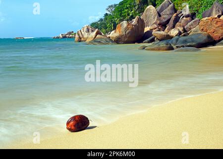 Kokosnuss am Strand von Anse Cimitiere am frühen Morgen, lange Exposition, Praslin Inseln, Seychellen Stockfoto