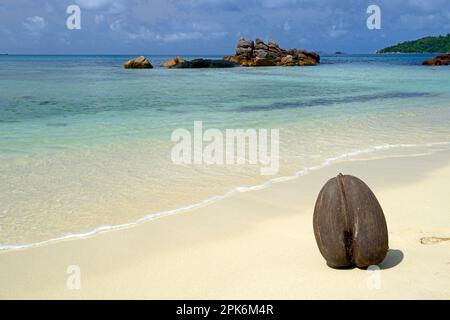 Coco de maldive Coconut (Lodoicea maldivica) am Strand von Anse Boudin, Seychellen Stockfoto