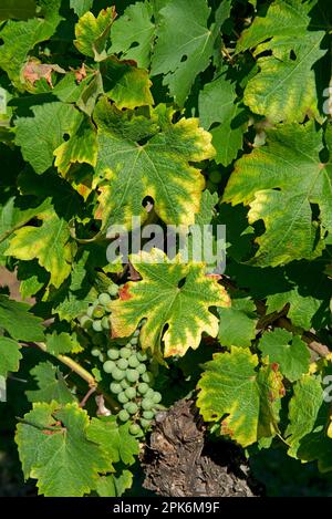 Symptome eines Magnesiummangels an Reben in Früchten der Gironde, Frankreich Stockfoto