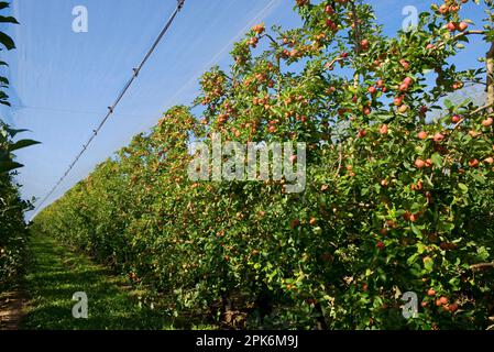 Stark fruchtbare, reife Cordon-Äpfel an den Bäumen unter Schattennetzen in der Nähe von Sainte-Foy-la-Grande, Gironde, Frankreich Stockfoto