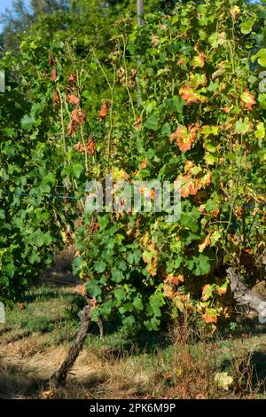 Symptome eines Magnesiummangels an Reben in Früchten der Gironde, Frankreich Stockfoto