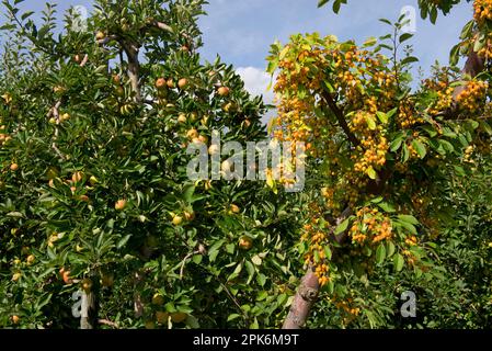 Krabbenapfelbestäuber in den Früchten am Ende stark fruchtiger, reifer Cordon-Äpfel auf den Bäumen bei Sainte-Foy-la-Grande, Gironde, Frankreich Stockfoto