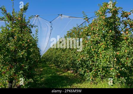 Stark fruchtbare, reife Cordon-Äpfel an den Bäumen unter Schattennetzen in der Nähe von Sainte-Foy-la-Grande, Gironde, Frankreich Stockfoto