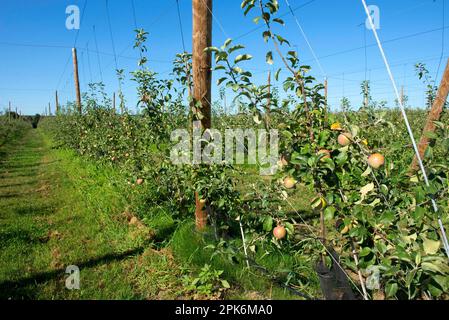 Junge Kordonäpfel, die an den Bäumen in der Nähe von Sainte-Foy-la-Grande, Gironde, Frankreich, reifen Stockfoto