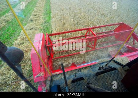 Gerste (Hordeum vulgare), Innenraum der Mähdrescherkabine, Ernte reifes Feld, Schweden Stockfoto