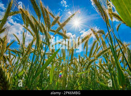 Gerste (Hordeum vulgare), Reifung der Setzköpfe auf dem Feld mit Sonnenschein, Cambridgeshire, England, Vereinigtes Königreich Stockfoto