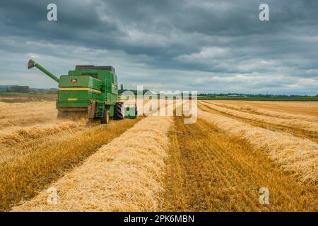 Gerste (Hordeum vulgare), John Deere Mähdrescher beendet Erntefeld unter bewölktem Himmel, Pilling, Preston, Lancashire, England Stockfoto