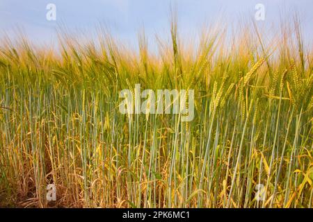 Gerste (Hordeum vulgare), Reifung im Feld, nahe Thürne, Broads, Norfolk, England, Vereinigtes Königreich Stockfoto