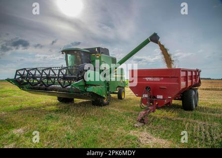 Gerste (Hordeum vulgare), Mähdrescher von John Deere, Abladen von geerntetem Getreide in den Anhänger, Pilling, Preston, Lancashire, England, Vereint Stockfoto