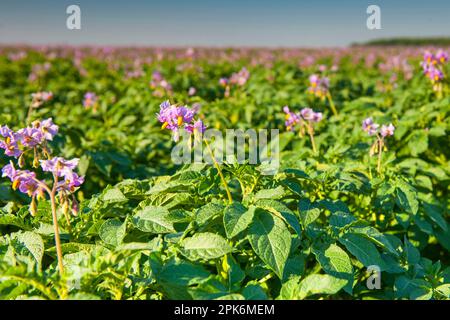 Kartoffel (Solanum tuberosum) „Lady Rosetta“, blühend im kommerziellen Feld, Norfolk, England, Vereinigtes Königreich Stockfoto