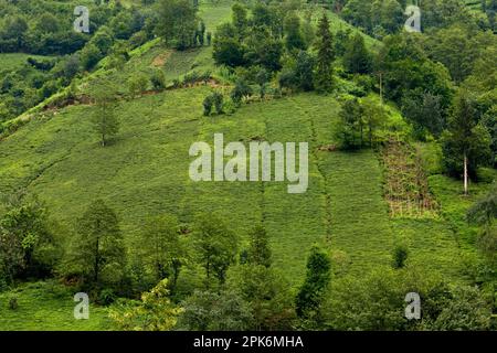 Teepflanze (Camellia sinensis), Plantage auf steilem Hang, Firtina Valley, Pontic Mountains, Anatolien, Türkei Stockfoto