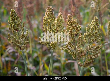 Sorghum (Sorghum sp.) Ernte, Anbau auf dem Feld, Pouzay, Indre-et-Loire, Mittelfrankreich Stockfoto