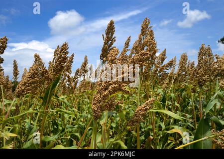 Ernte von Sorghum bicolor (Sorghum vulgare), reife Samenköpfe auf dem Feld, Gundelpet, Karnataka, Indien Stockfoto