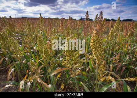 Sorghum (Sorghum sp.) Ernte, Anbau auf dem Feld, Pouzay, Indre-et-Loire, Mittelfrankreich Stockfoto