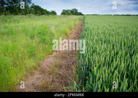 Weizen (Triticum aestivum), unreife Samenköpfe, die auf dem Feld mit sterilem Streifen wachsen, und 15 Meter des „Higher Level Stewardship“-Programms, auf dem sich die Anbauflächen befinden Stockfoto