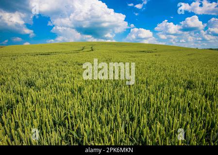 Weizen (Triticum aestivum), unreife Saatköpfe im Feld, Lincolnshire, England, Vereinigtes Königreich Stockfoto