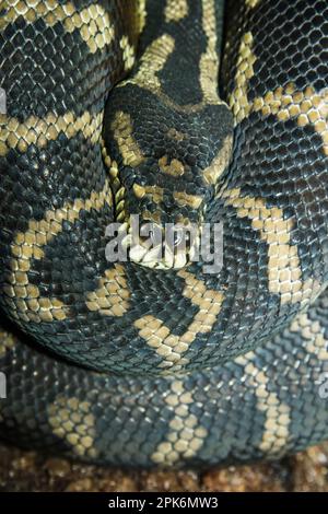 Eine irische jaya-Teppichpython, gebürtig in Neuguinea und Australien, Nahaufnahme von Kopf und Spulen, Captive, Virginia Beach Aquarium, Virginia, USA Stockfoto