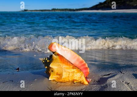 Conch Shell auf Shroud Cay, Exuma Cays, Bahamas Stockfoto