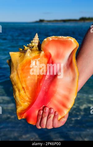 Conch Shell auf Shroud Cay, Exuma Cays, Bahamas Stockfoto