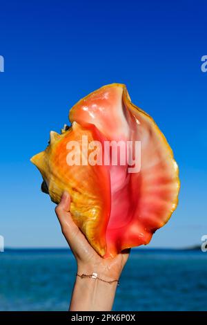 Conch Shell auf Shroud Cay, Exuma Cays, Bahamas Stockfoto