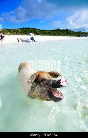 Schwimmende Schweine, Big Major Cay, Exuma Cays, Bahamas Stockfoto