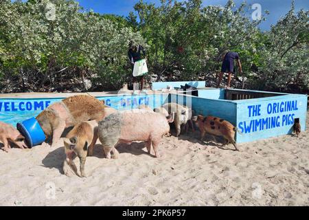Die schwimmenden Schweine in Big Major Cay, Exuma Cays, Bahamas füttern Stockfoto