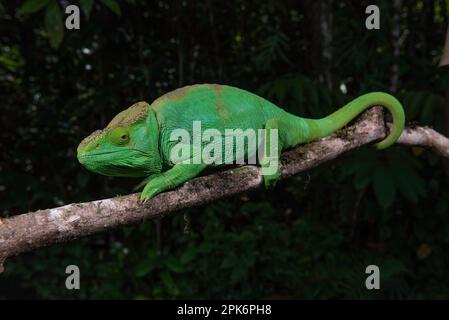 Ein erwachsenes weibliches Parsons Chamäleon (Calumma parsonii parsonii) der grünen Farbsorte Riesen im Masoala-Nationalpark im Nordosten Madagaskars Stockfoto