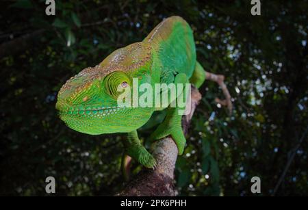 Ein erwachsenes weibliches Parsons Chamäleon (Calumma parsonii parsonii) der grünen Farbsorte Riesen im Masoala-Nationalpark im Nordosten Madagaskars Stockfoto