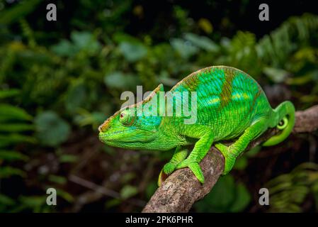 Ein halberwachsener männlicher Pfarrer Chamäleon (Calumma parsonii parsonii) der grünen Riesenfarbensorte im Masoala-Nationalpark im Nordosten Madagaskars Stockfoto