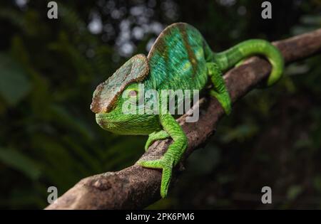 Ein erwachsener männlicher Parsons Chamäleon (Calumma parsonii parsonii) der grünen Farbsorte Giant im Masoala-Nationalpark im Nordosten Madagaskars Stockfoto