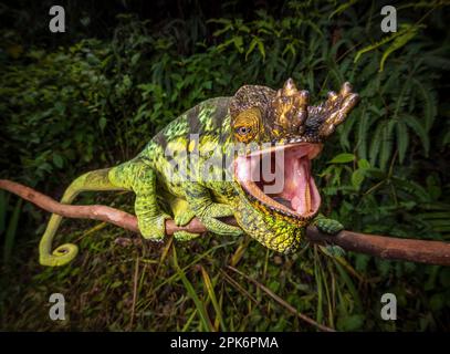 Ein männliches Parson Chamäleon (Calumma parsonii parsonii) der gelben Riesensorte im Regenwald des Voimana Experimental Reserve Stockfoto