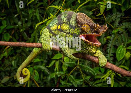 Ein männliches Parson Chamäleon (Calumma parsonii parsonii) der gelben Riesensorte im Regenwald des Voimana Experimental Reserve Stockfoto