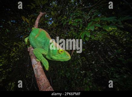 Ein erwachsenes weibliches Parsons Chamäleon (Calumma parsonii parsonii) der grünen Farbsorte Riesen im Masoala-Nationalpark im Nordosten Madagaskars Stockfoto