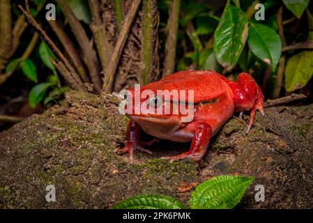 Tomatenfrosch (Discophis antongili) in den Gewässern von Maroantsetra im Nordosten Madagaskars Stockfoto