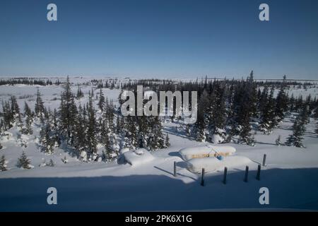 Boreal Forest in Churchill, Manitoba, Kanada Stockfoto